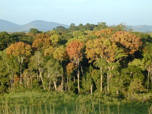 ForestdeGabon1